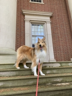 a rough collie sits on the steps of a college academic building