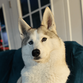 A handsome white and grey Siberian Husky