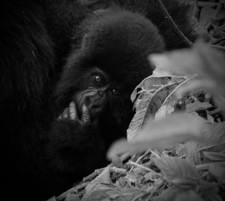 A baby gorilla peeks from behind a leaf