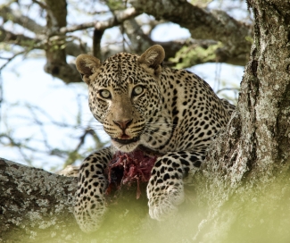 A leopard perched in a tree on top of a mauled carcass