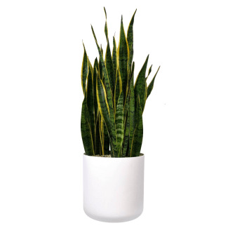 A potted snake plant (Sansevieria) with tall green and yellow-bordered leaves in a plain white cylindrical ceramic pot.