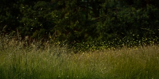 Dozens of glowing fireflies flicker across a tall grassy field at dusk with a dark forest background.