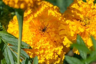 A bug dives into the center of a coco gold marigold, only its back legs visible