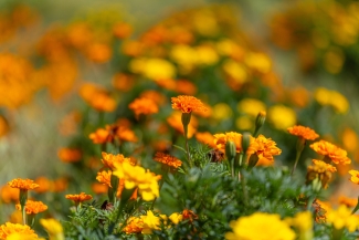 Yellow and orange marigolds focused and out of focus