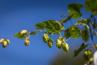Hops on a vine growing