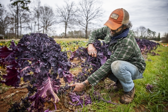 Joe Rowland Harvesting Greens at the Davidson College Farm