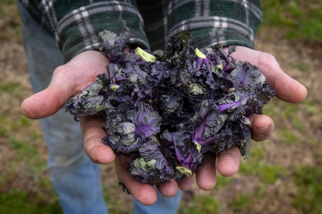 Greens in Hands of Farmer Joe Rowland at the Davidson College Farm