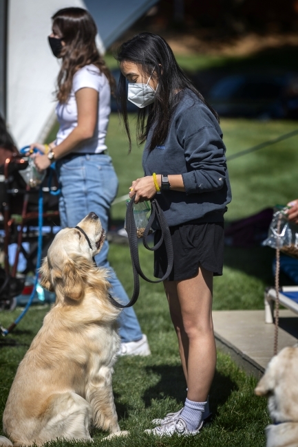 Scout, an enthusiastic Golden Retriever, trains with students for his assignment as a service dog.