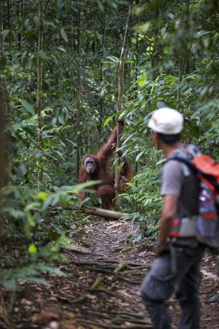 Matt Stirn - A female orangutan with her baby