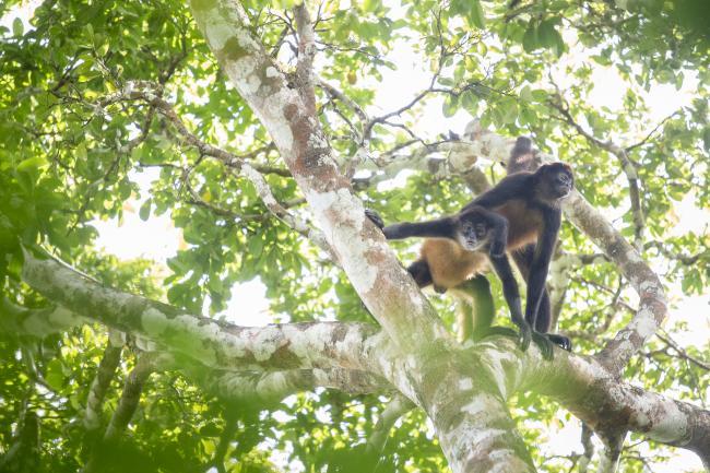 Matt Stirn - Wildlife in Gunung Leuser National Park, Sumatran