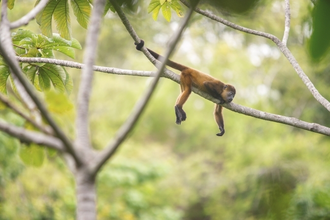 Matt Stirn - Wildlife in Gunung Leuser National Park, Sumatran