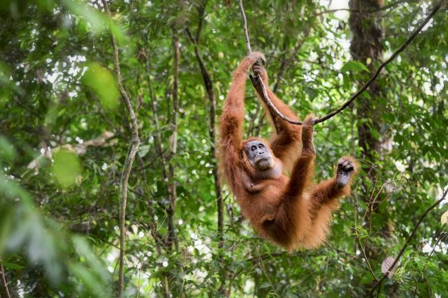 Matt Stirn - orangutan singing in a vine