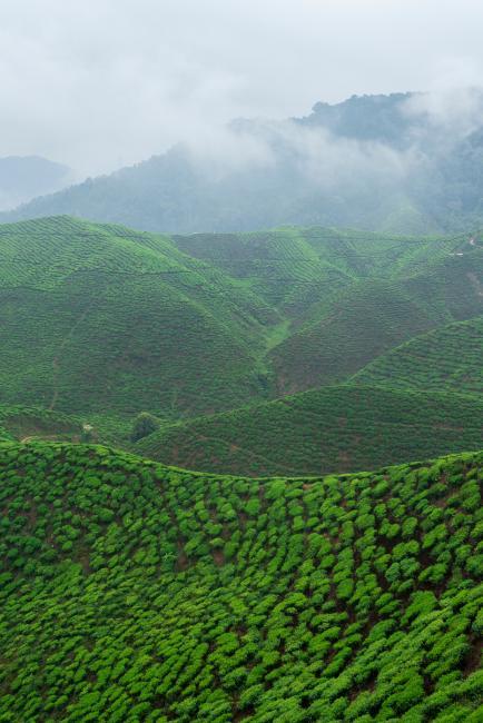 A large tea plantation in Malaysia's Cameron Highlands