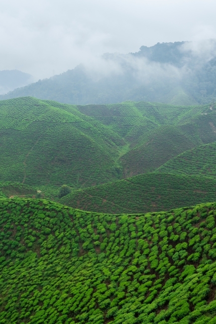 A large tea plantation in Malaysia's Cameron Highlands