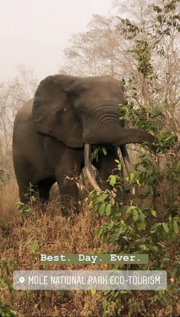 Elephant in wilderness of Ghana 