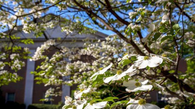 white flowers on tree against campus building