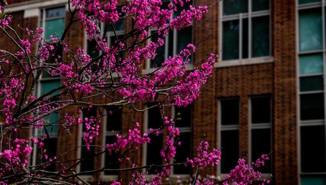 Campus Scene bright tree buds in front of building cropped