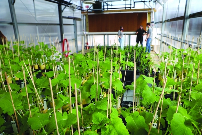 Inside the Peroni Greenhouse