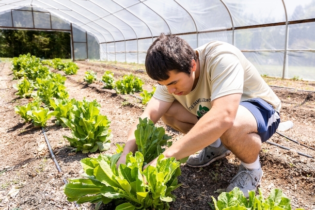 Ethan Kearns '23 picking lettuce