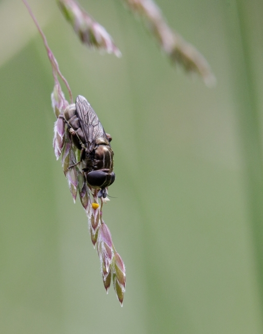 Drone Fly on Grass