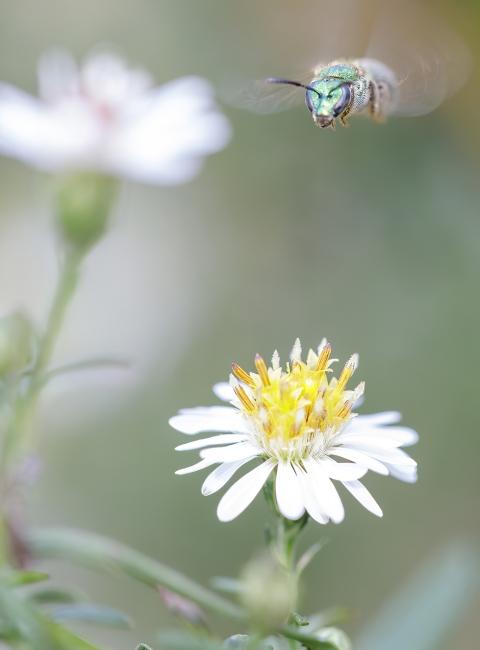 Green Metallic Sweat Bee hovers over flower