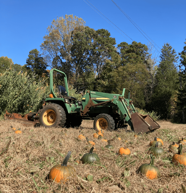 Farm pumpkin patch