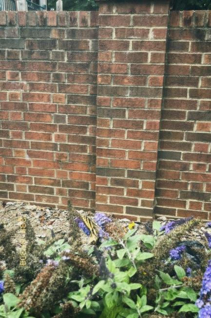 a butterfly sits on a purple flower in front of a brick wall