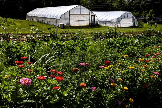 a field of colorful flowers in front of two greenhouses