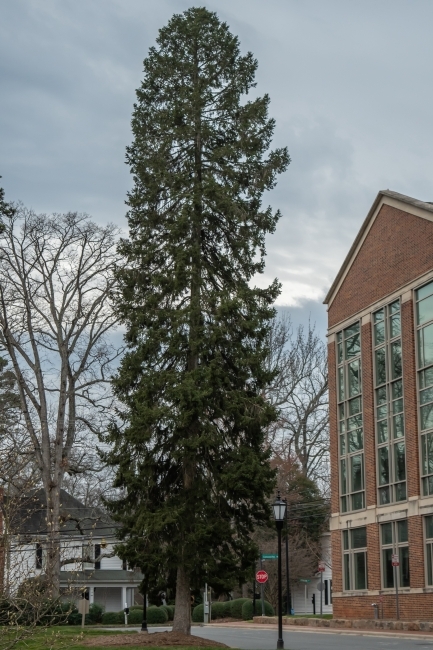 Arboretum Tree on campus Picea bicolor- Engmani spruce