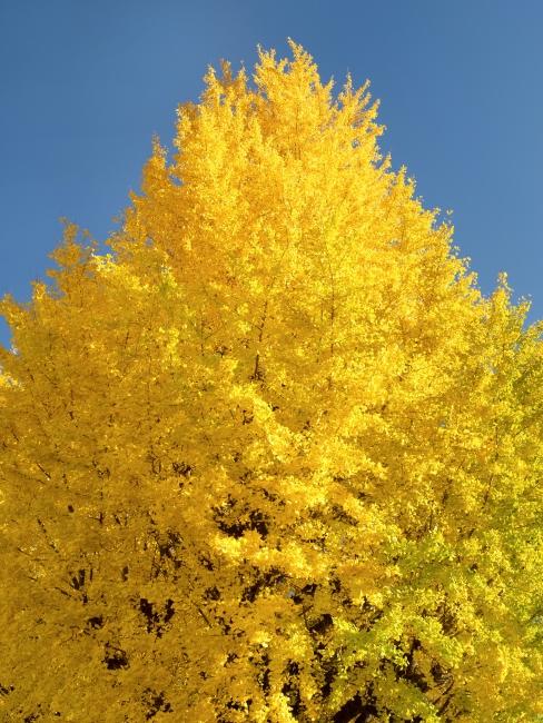 Yellow ginkgo tree