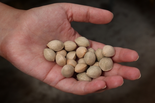 Seeds in professor's palm