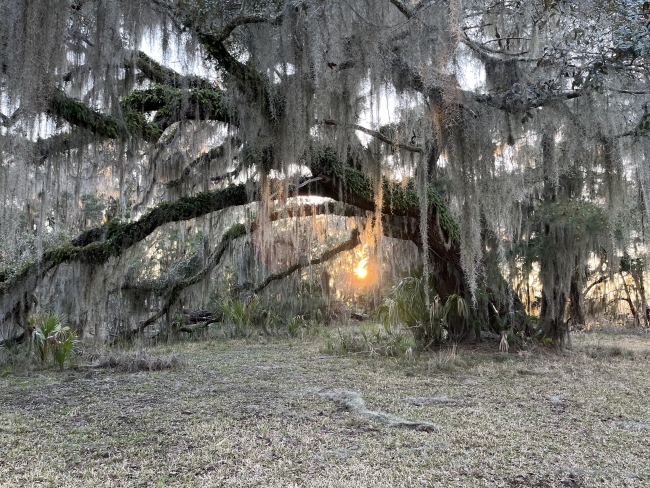 a large willow tree with spanish mosh at sunrise