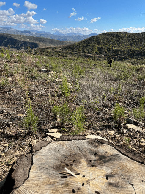 a greenscape after a wildfire with blue skies and clouds in the distance