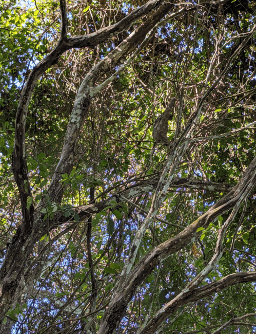 a sloth sits in the trees