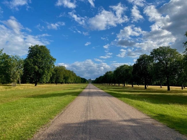 a green park with trees and a path through the middle