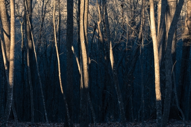 woods at sunrise