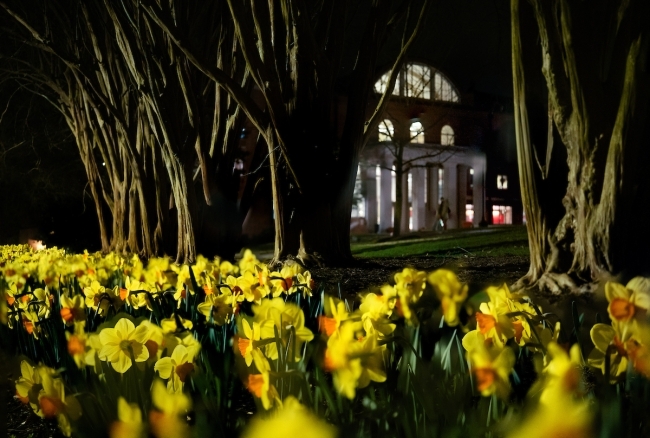 a college building at night with yellow daffodils in the foreground