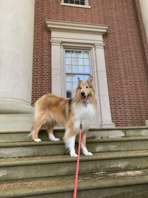 a rough collie sits on the steps of a college academic building