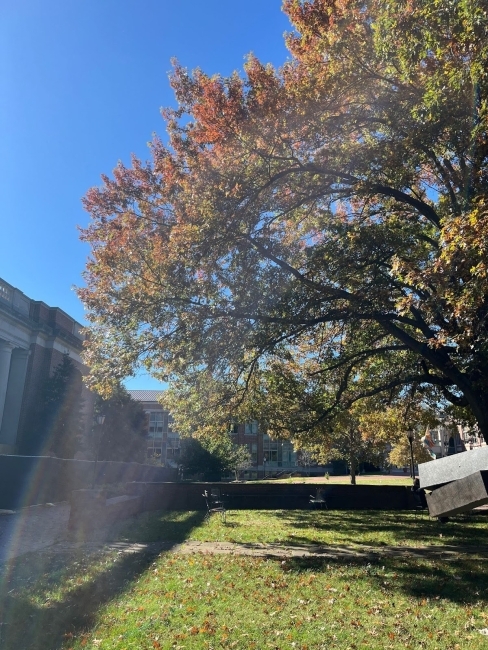 a college campus as trees begin to change colors