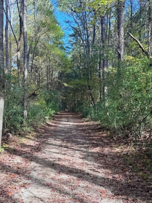 a gravel trail through the woods on a sunny day