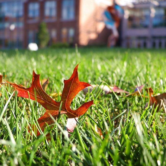 Fall Leaves on Campus