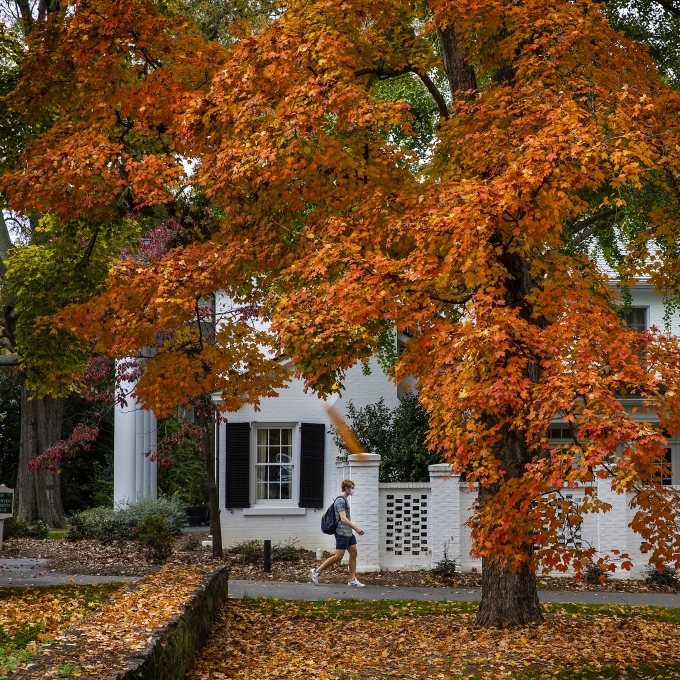 Tree has Orange Leaves and Student Walks by in Mask