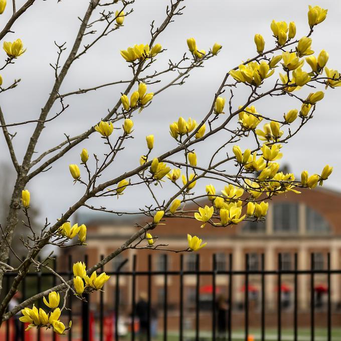 Yellow flowers bloom in front of Richards Stadium and the Union