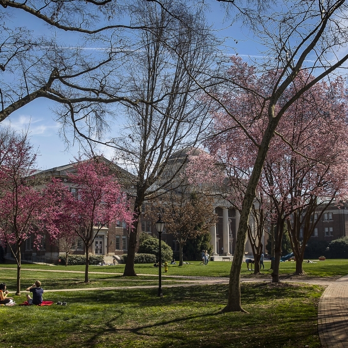 pink flower trees with masked students outdoors on a spring day