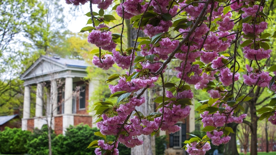 Spring blossoms on campus