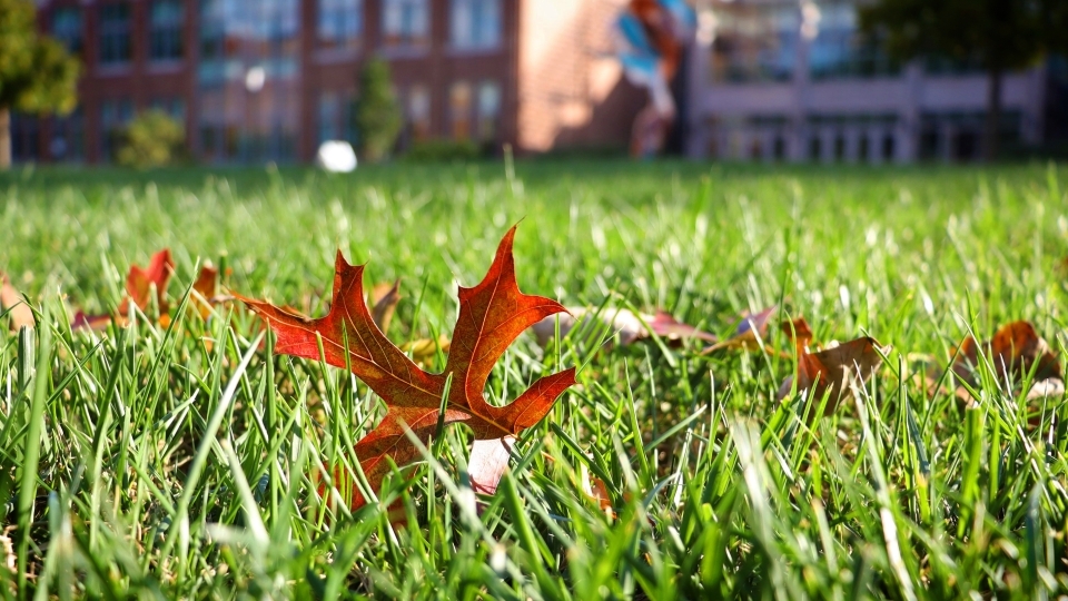 Fall Leaves on Campus
