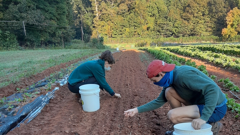 two students planting in Davidson Farm