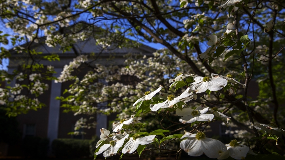 campus beauty: blossoming tree outside building
