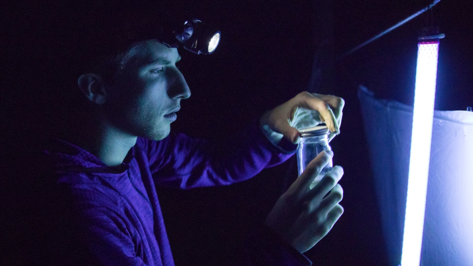 Kyhl Austin Catches Moths