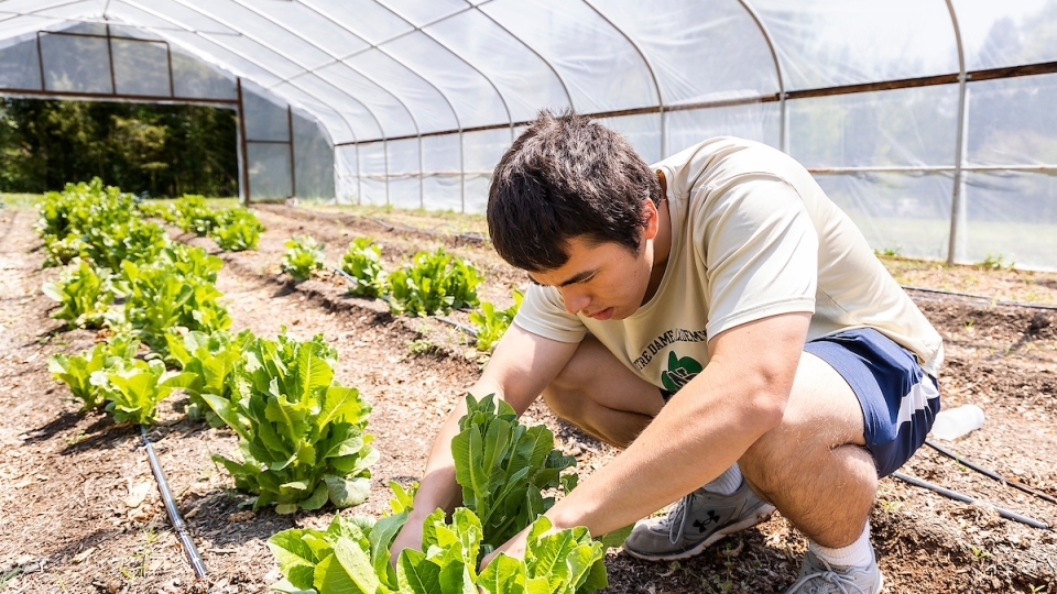 Ethan Kearns '23 picking lettuce